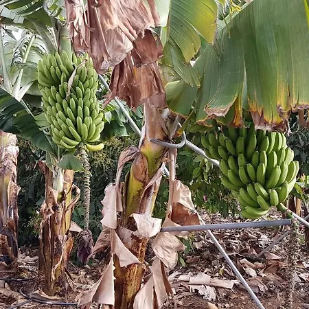Casa In Teneriffas Suden Chayofa