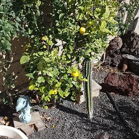 Casa In Teneriffas Süden Apartamento