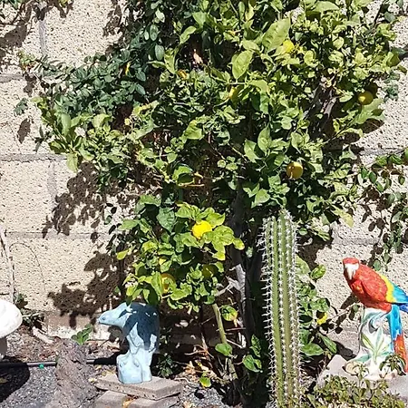 Casa In Teneriffas Süden Apartamento *